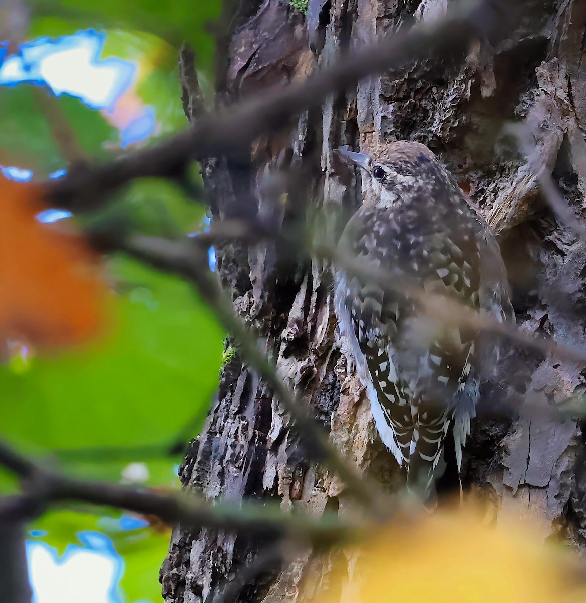 Yellow-bellied Sapsucker - ML643430903
