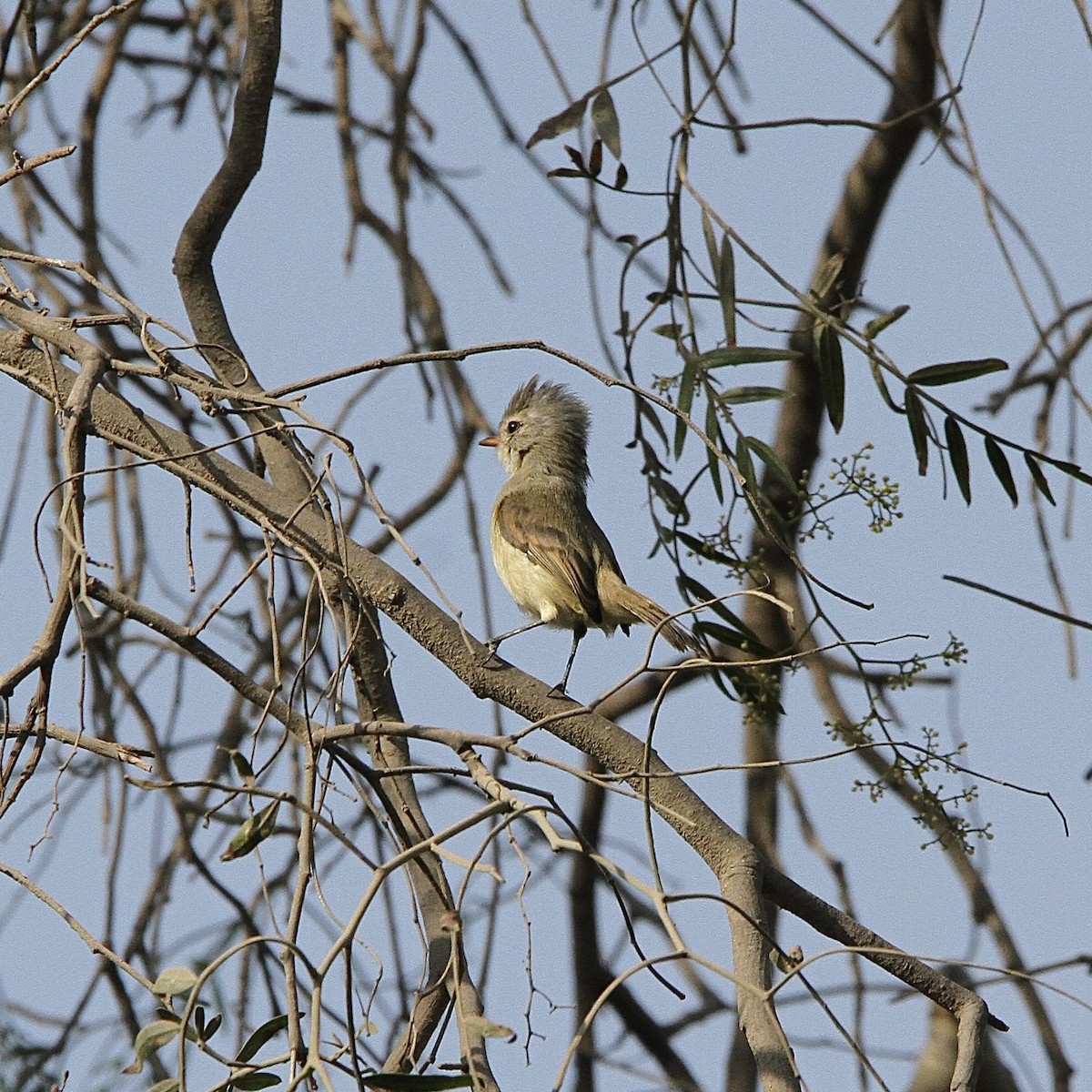 Southern Beardless-Tyrannulet - ML643430905