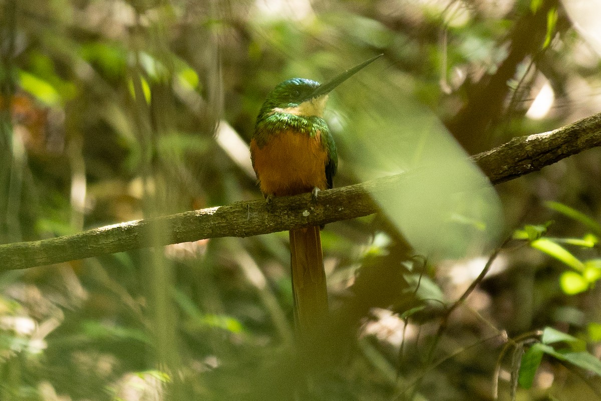 Rufous-tailed Jacamar - ML643430913