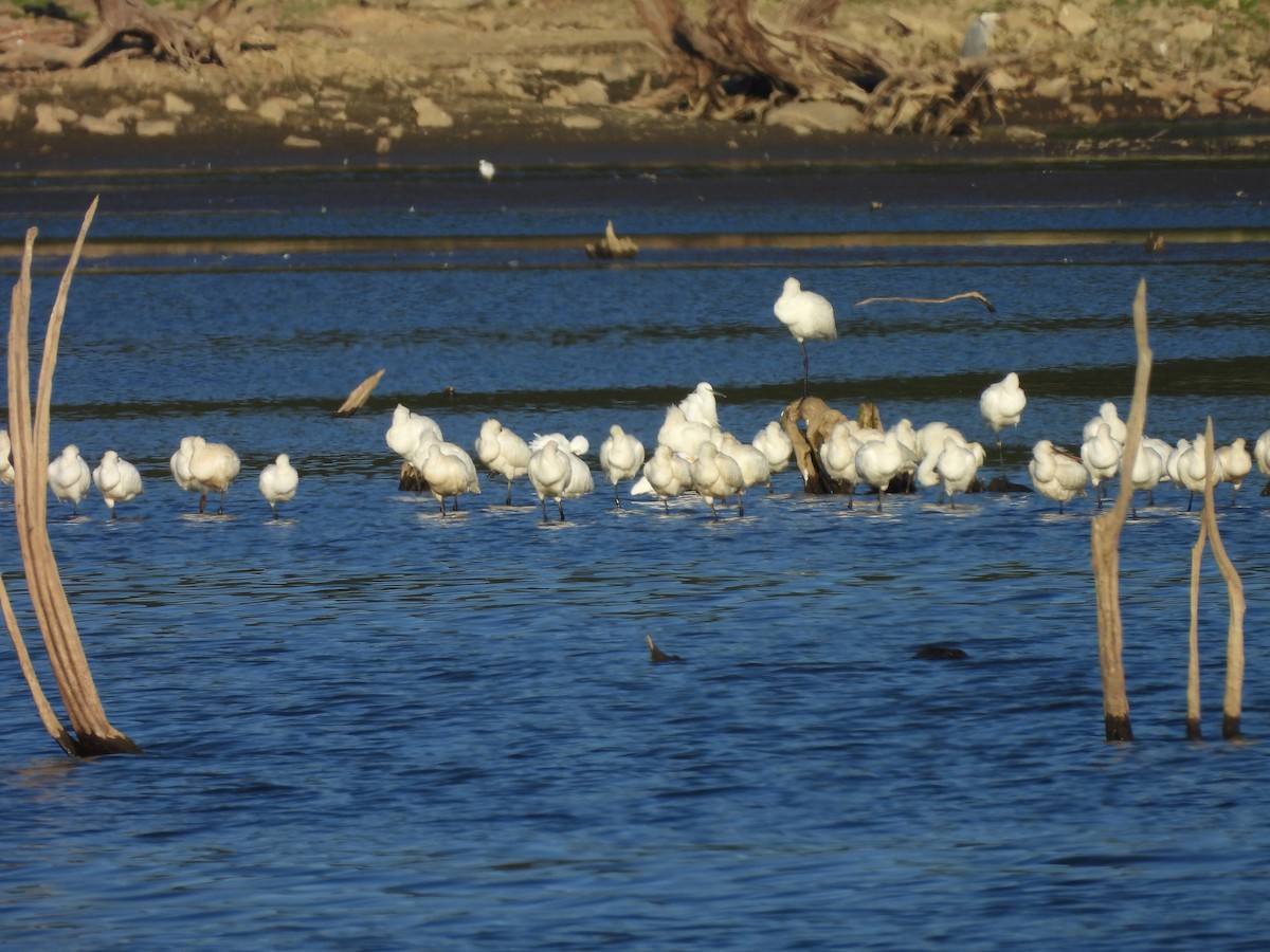 Колпица - ML643430915