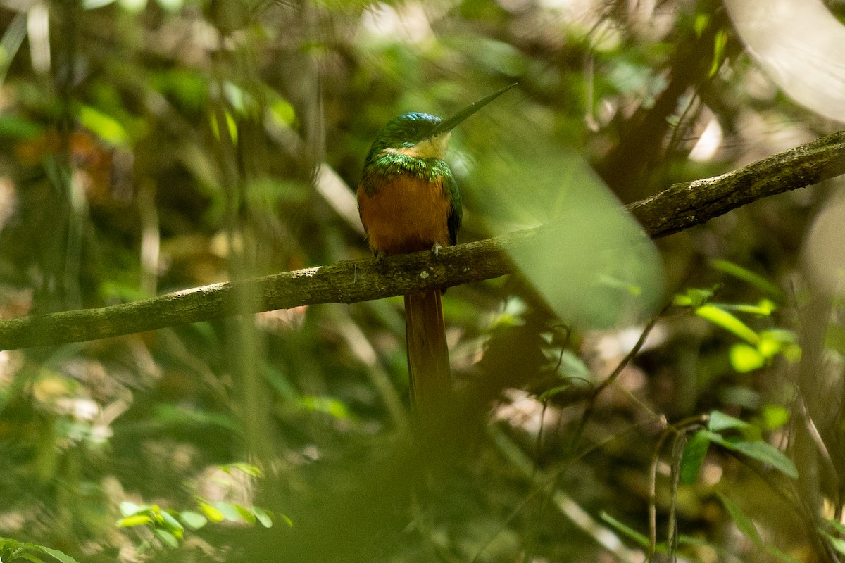 Rufous-tailed Jacamar - ML643430918