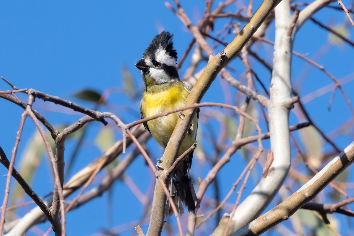 Eastern Shrike-tit - ML643430920