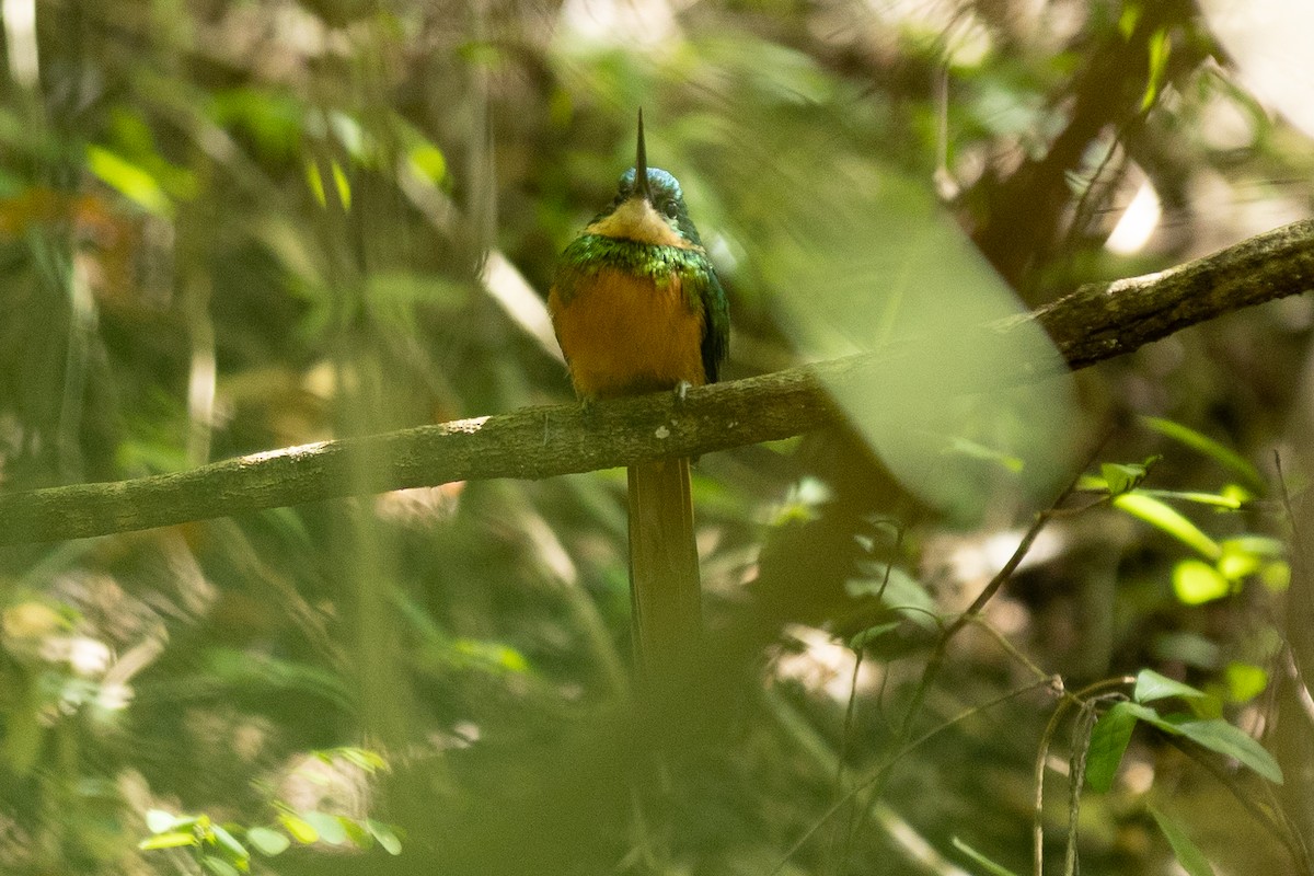 Rufous-tailed Jacamar - ML643430931