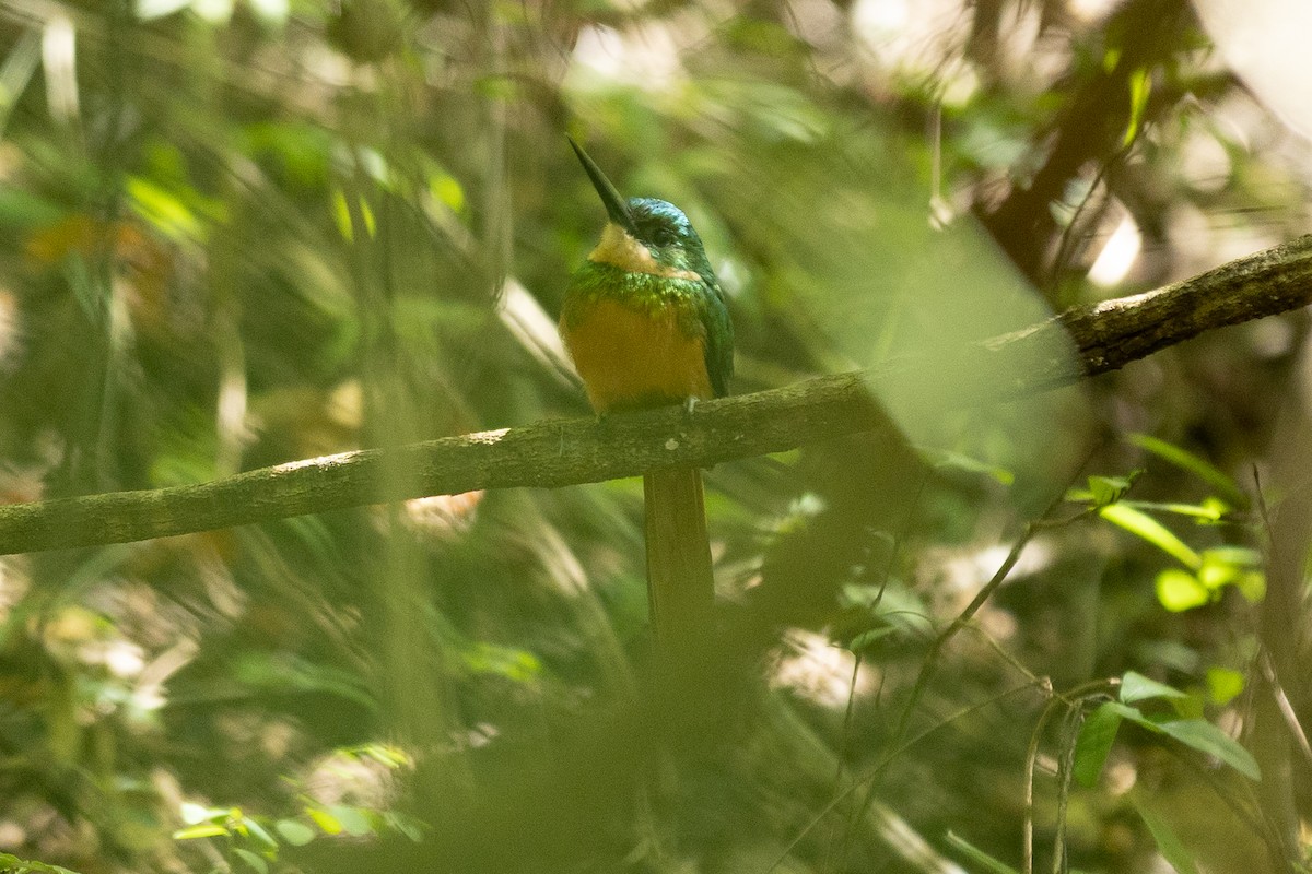 Rufous-tailed Jacamar - ML643430938