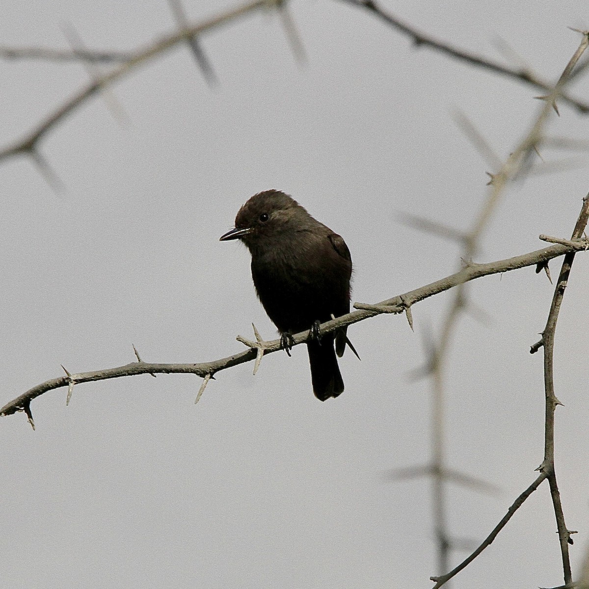 Vermilion Flycatcher - ML643430943