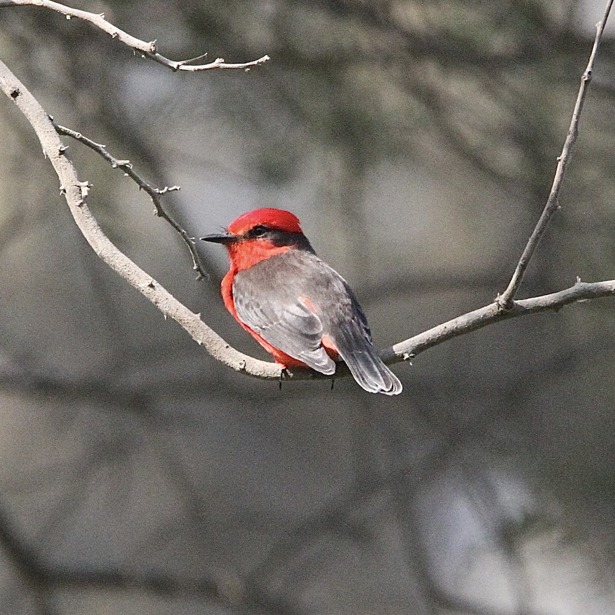 Vermilion Flycatcher - ML643430944