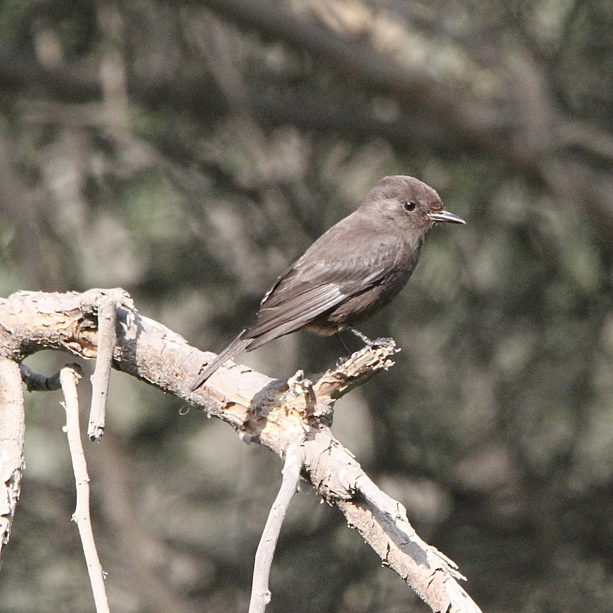 Vermilion Flycatcher - ML643430945