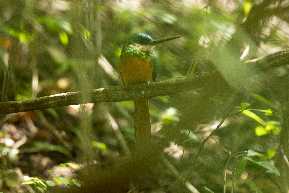 Rufous-tailed Jacamar - ML643430948