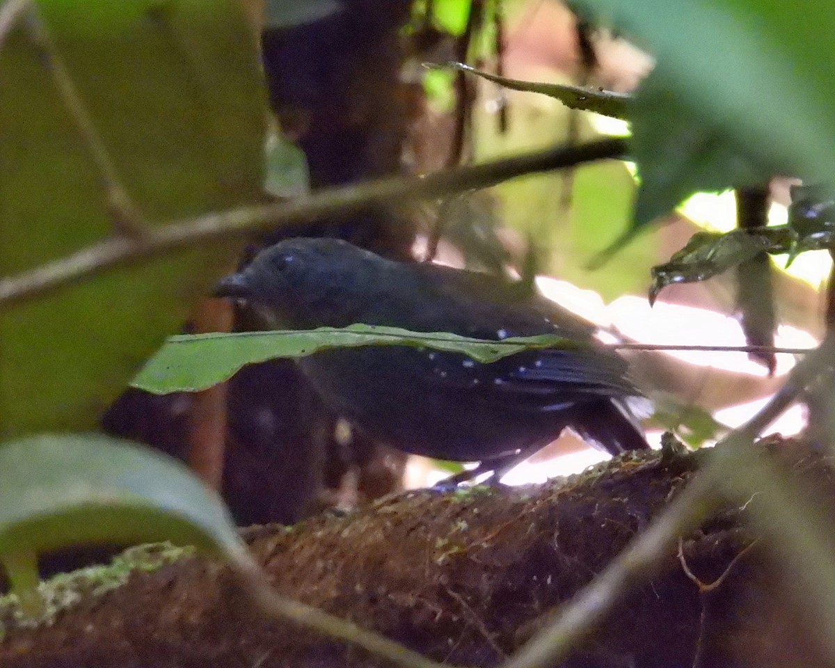Spot-winged Antbird - ML643430950