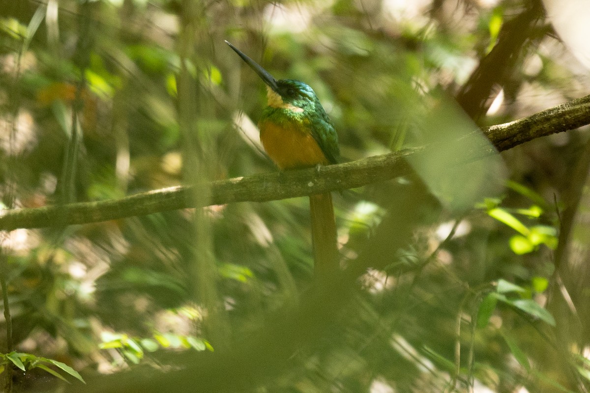 Rufous-tailed Jacamar - ML643430953