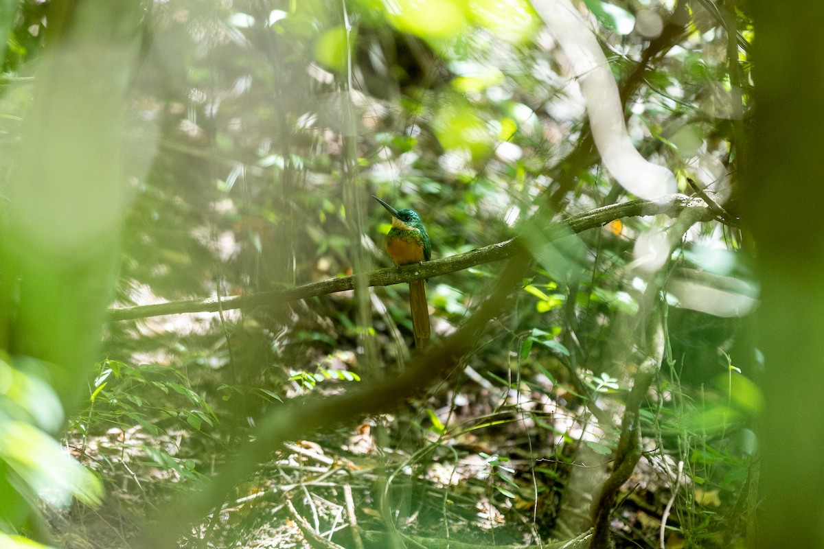 Rufous-tailed Jacamar - ML643430963