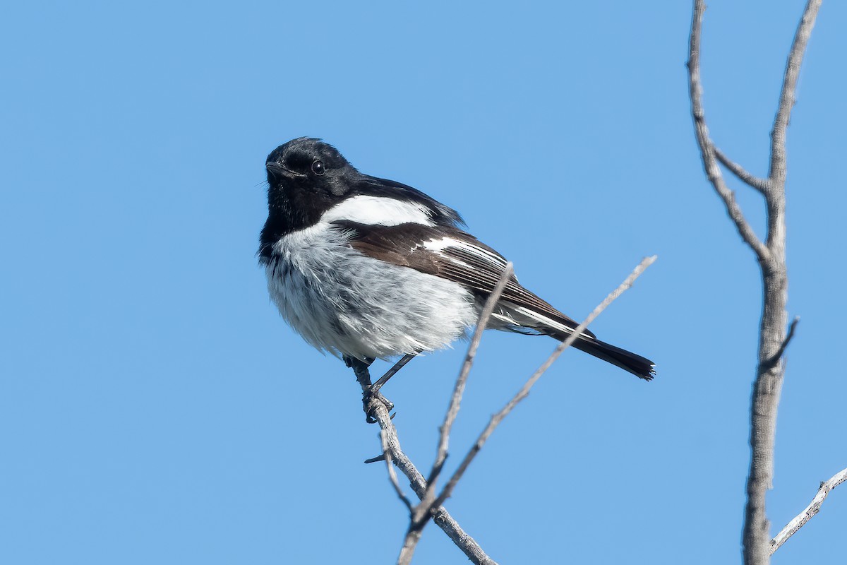 kutteflueskvett - ML643430966