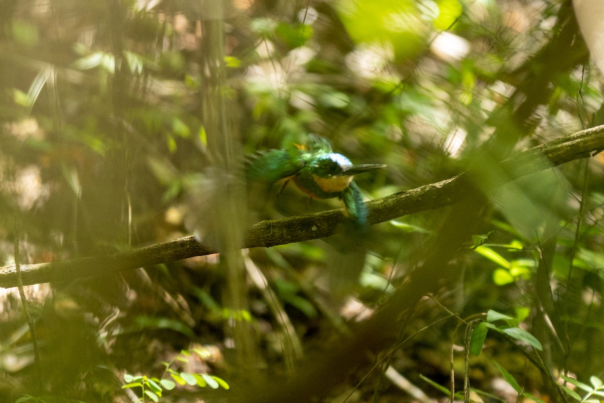 Rufous-tailed Jacamar - ML643430971