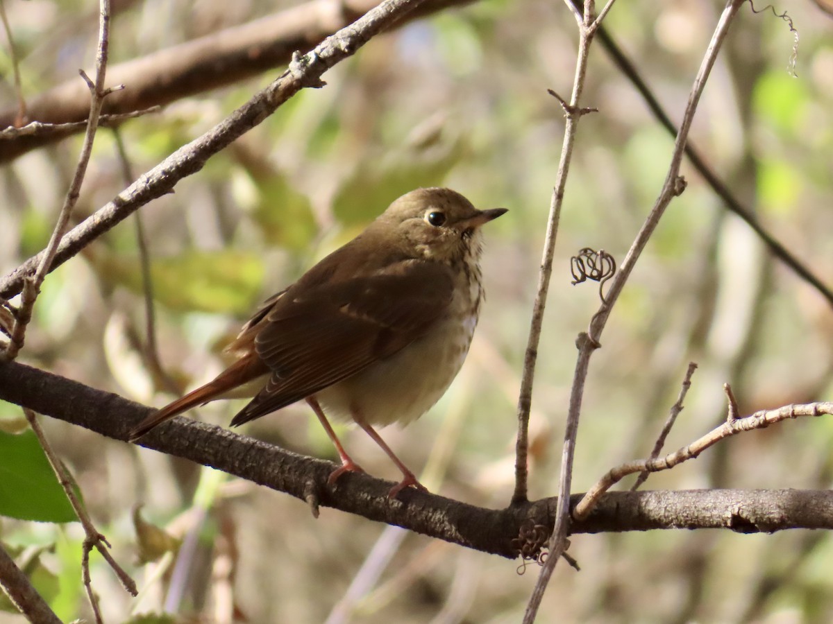 Hermit Thrush - ML643430980