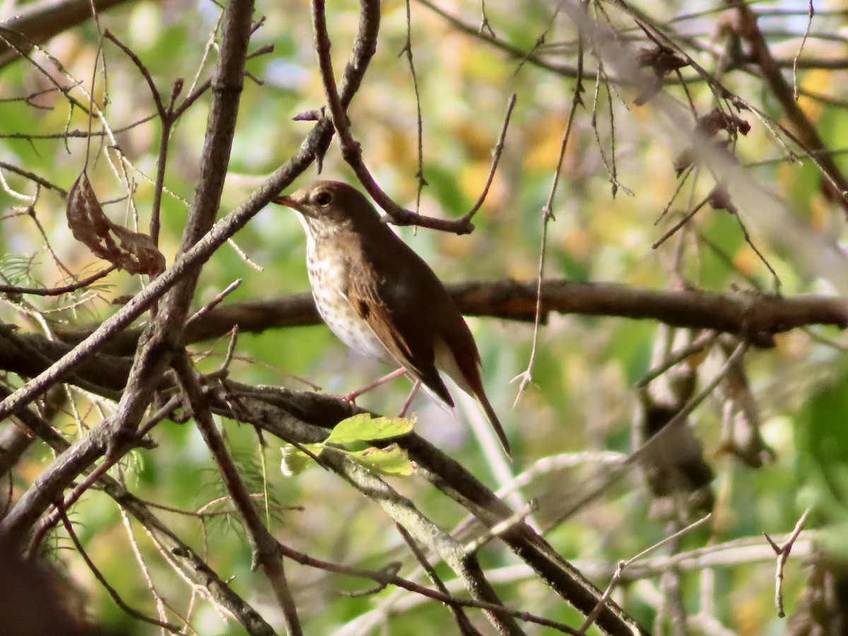 Hermit Thrush - ML643430981