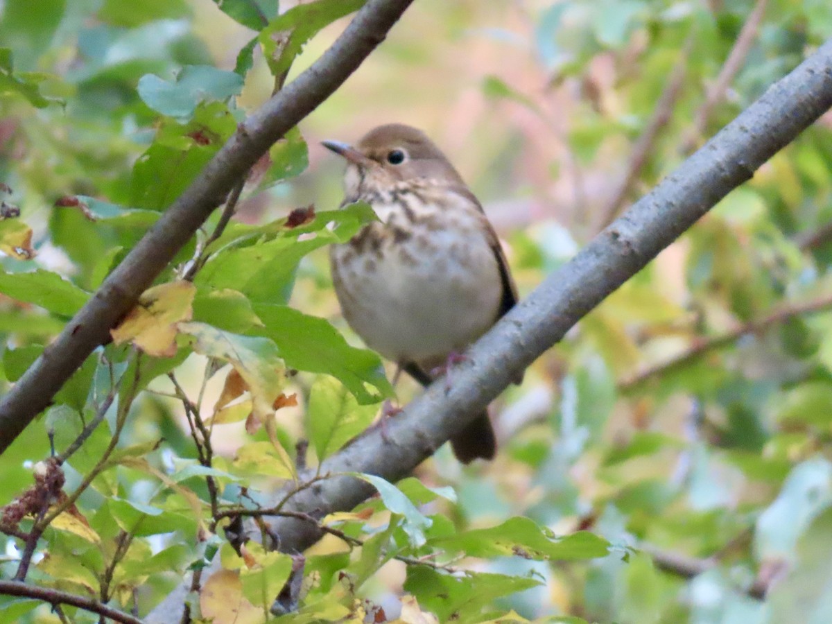 Hermit Thrush - ML643430982