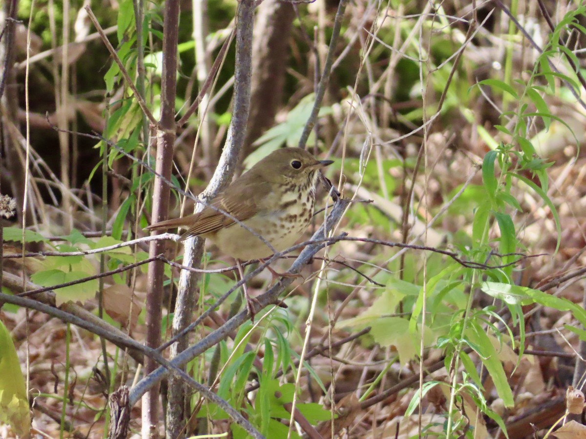 Hermit Thrush - ML643430984