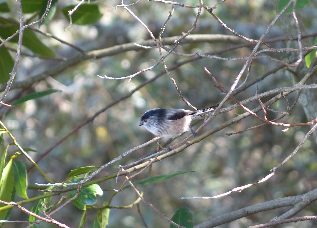 Long-tailed Tit - ML643430988