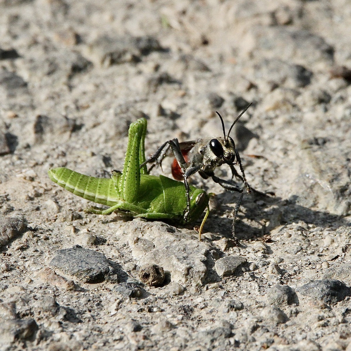 Insects - ML643430996