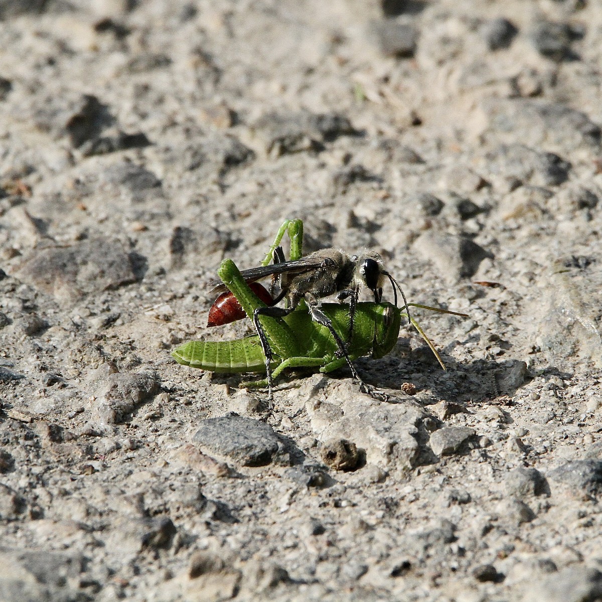 Insects - ML643430997