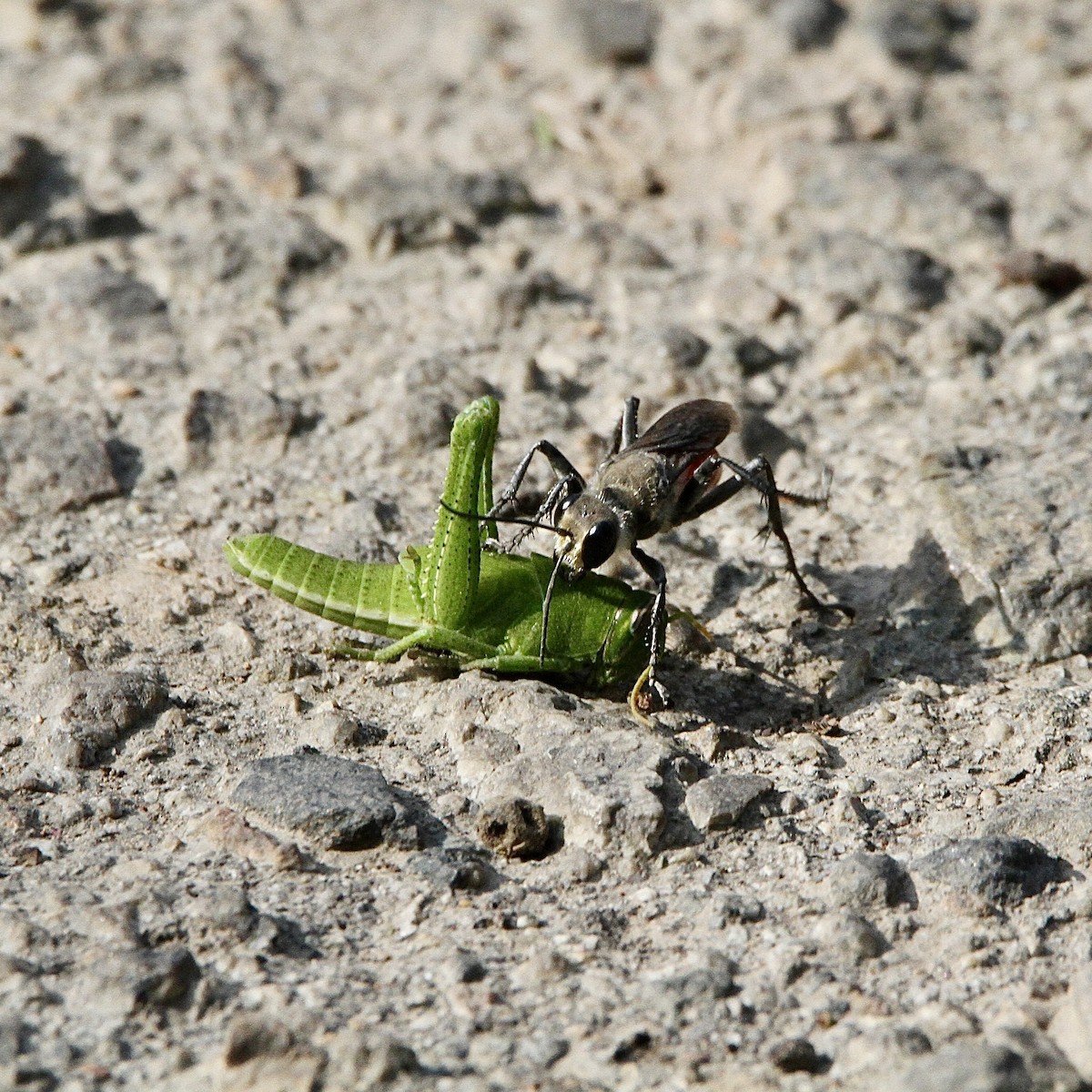 Insects - ML643430998