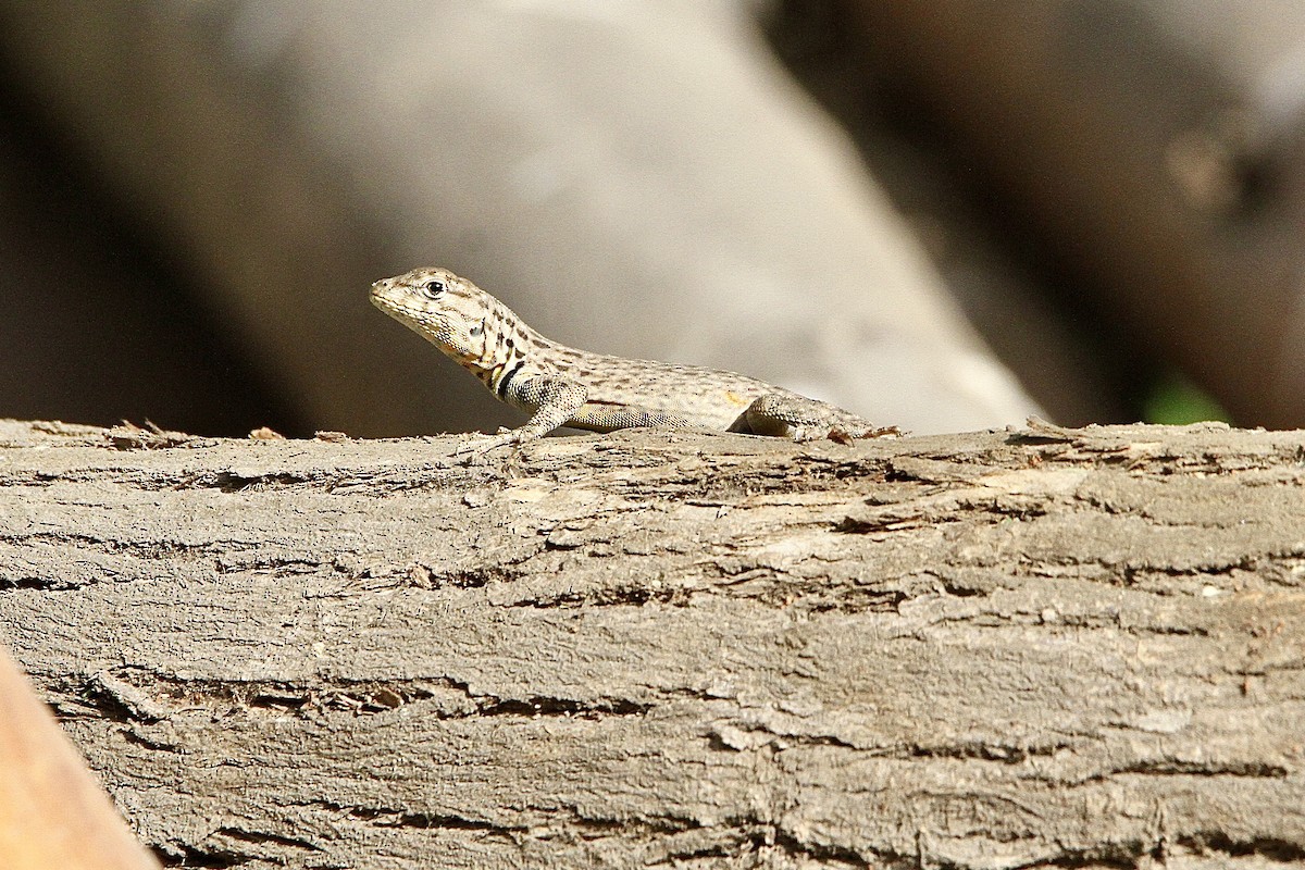 Snakes and Lizards - ML643430999