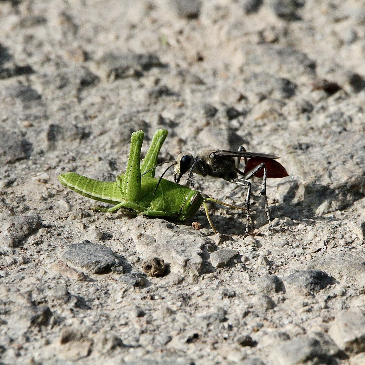 Insects - ML643431000