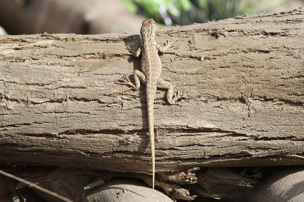 Snakes and Lizards - ML643431001