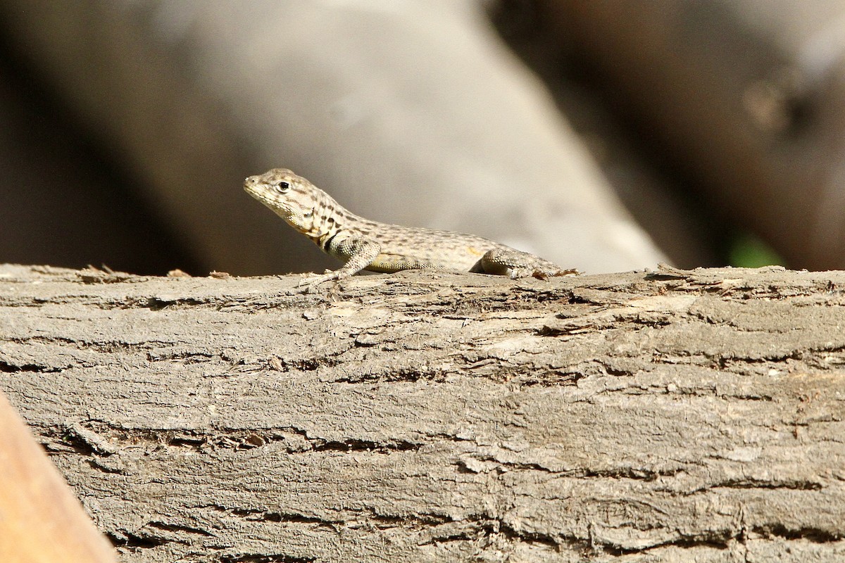 Snakes and Lizards - ML643431002