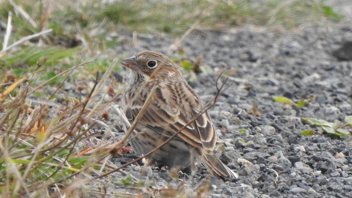 Vesper Sparrow - ML643431008