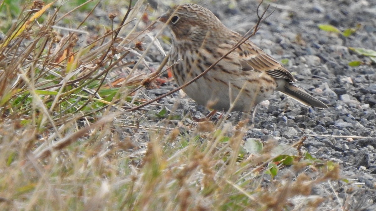 Vesper Sparrow - ML643431009