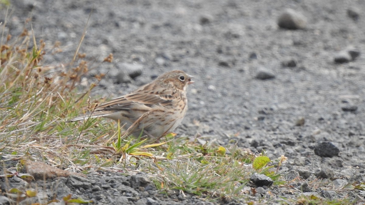 Vesper Sparrow - ML643431010