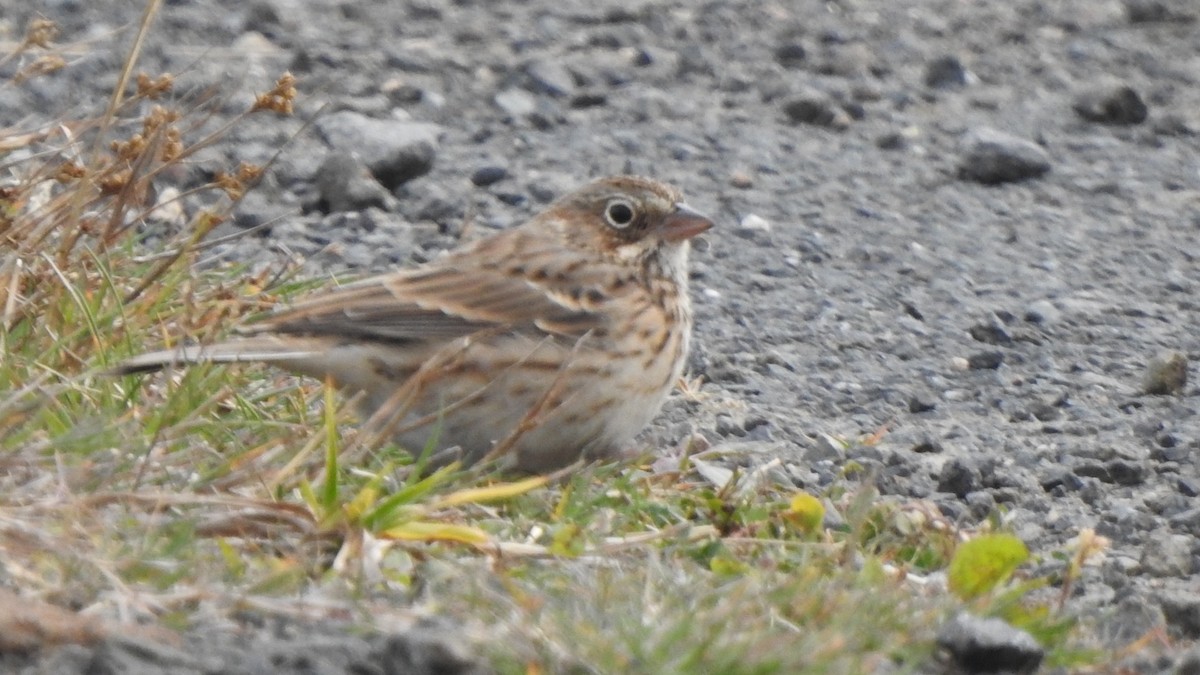 Vesper Sparrow - ML643431011