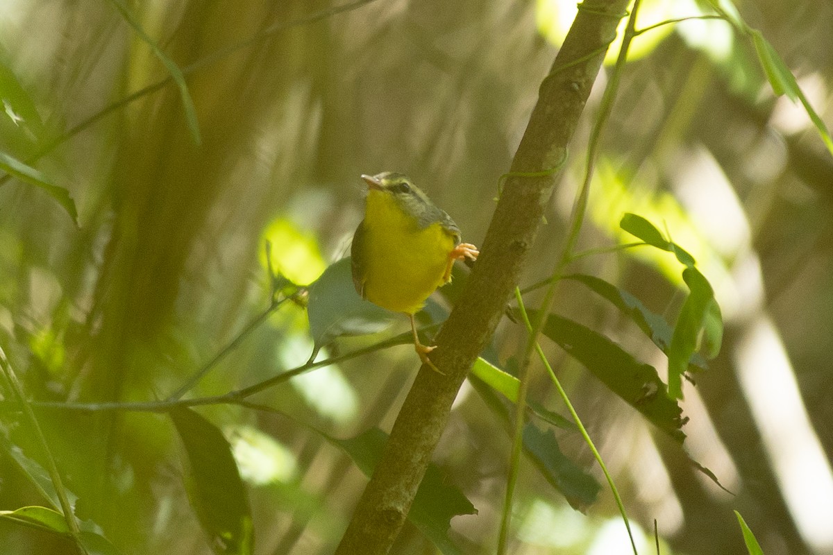 Flavescent Warbler - ML643431029