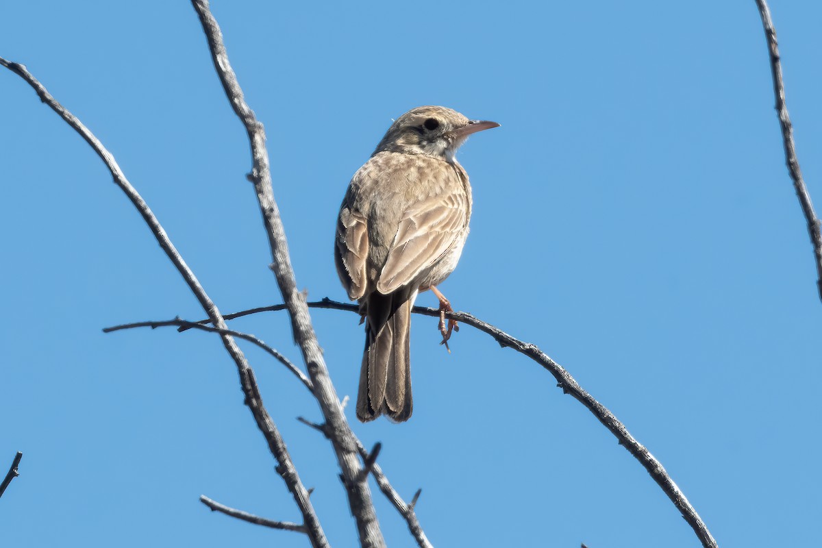 Australian Pipit - ML643431057