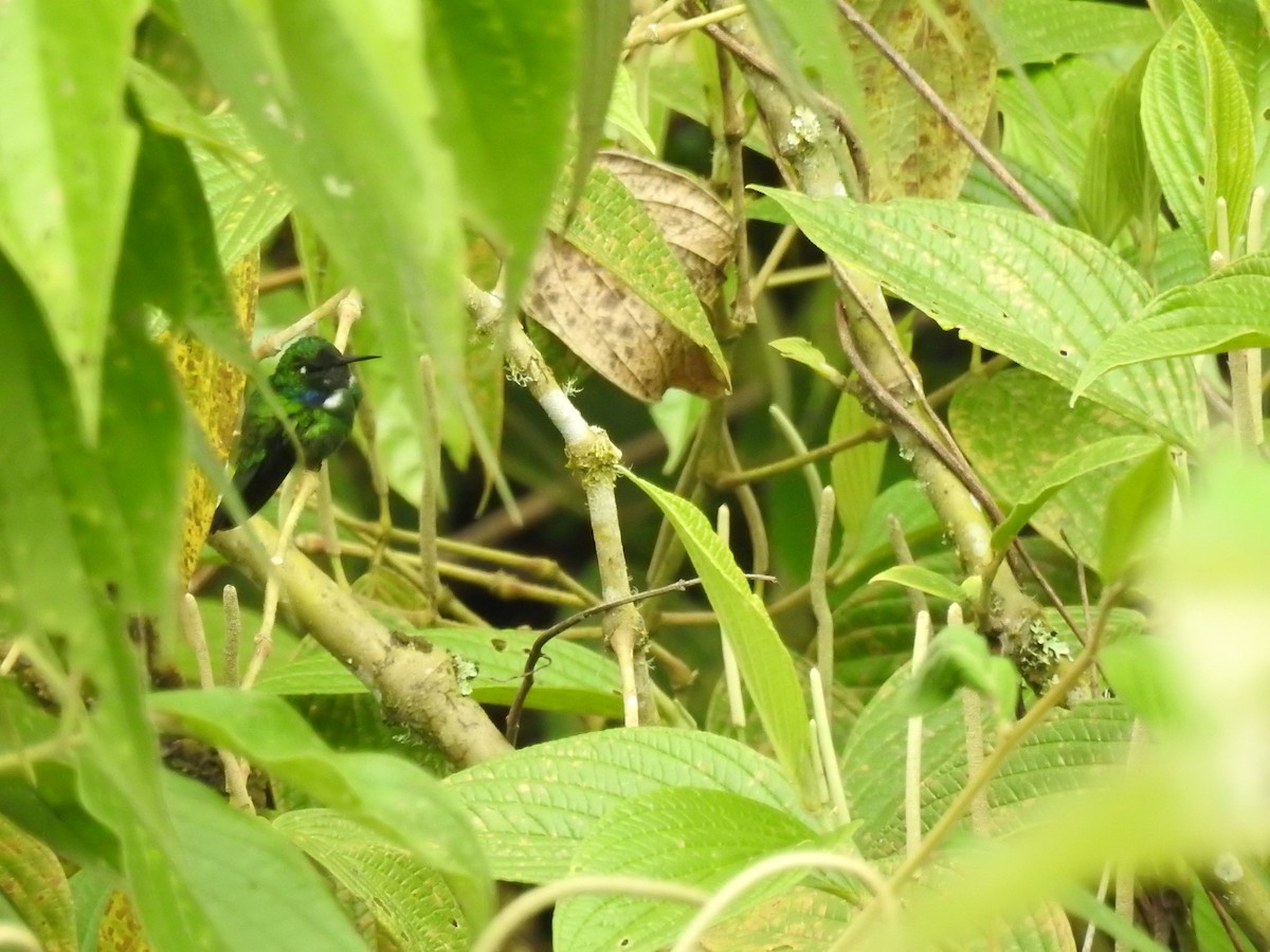 White-throated Daggerbill - ML643431074