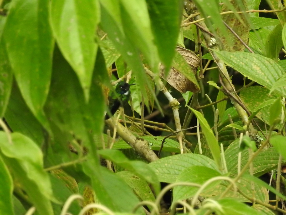 White-throated Daggerbill - ML643431076