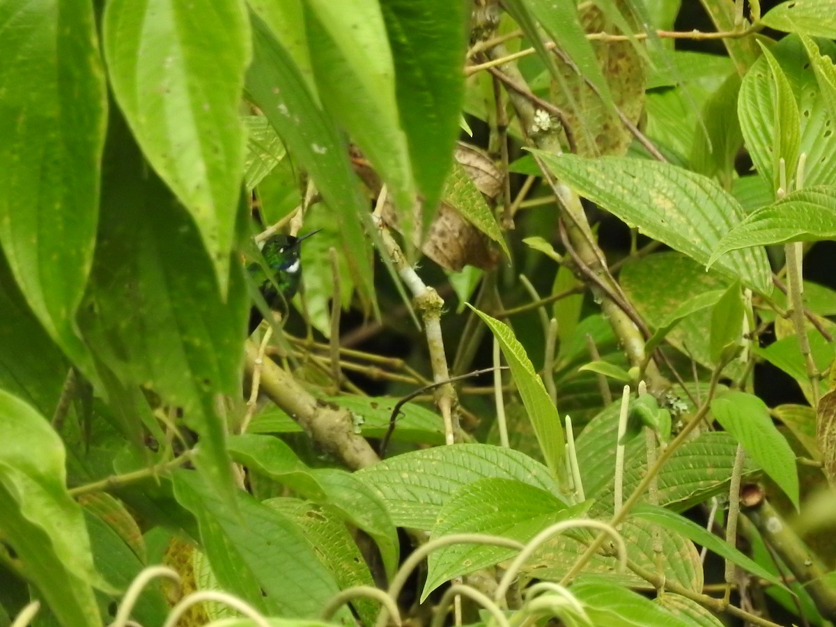 White-throated Daggerbill - ML643431077