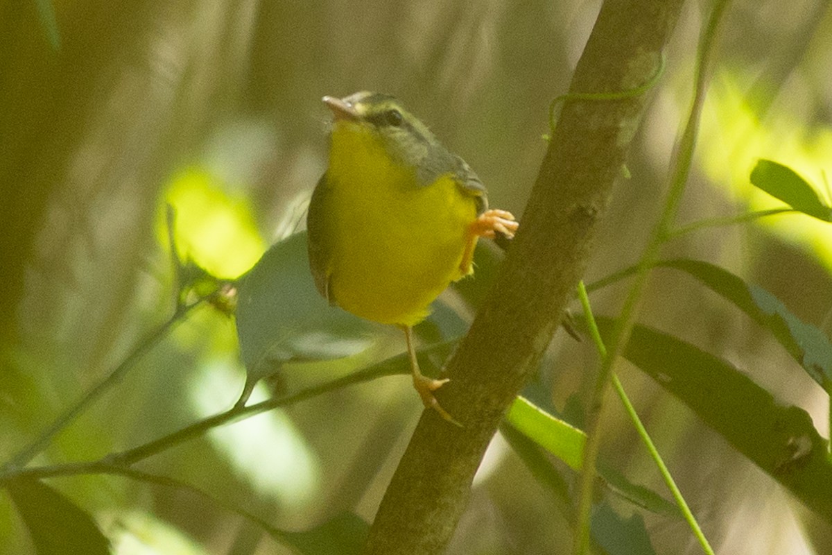 Flavescent Warbler - ML643431097