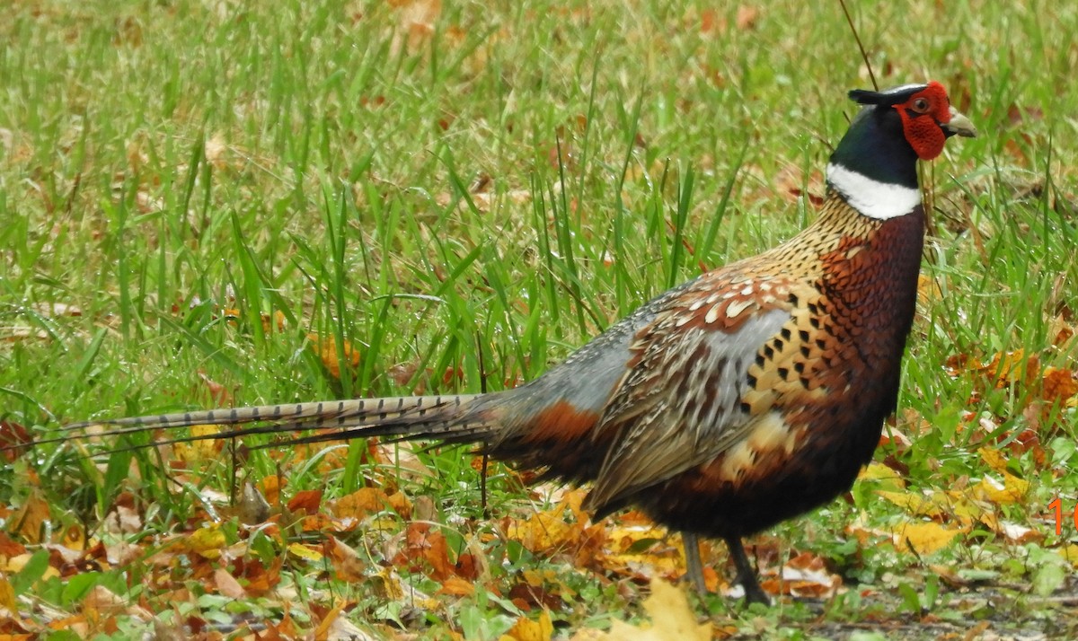 Fagiano comune - ML643431134