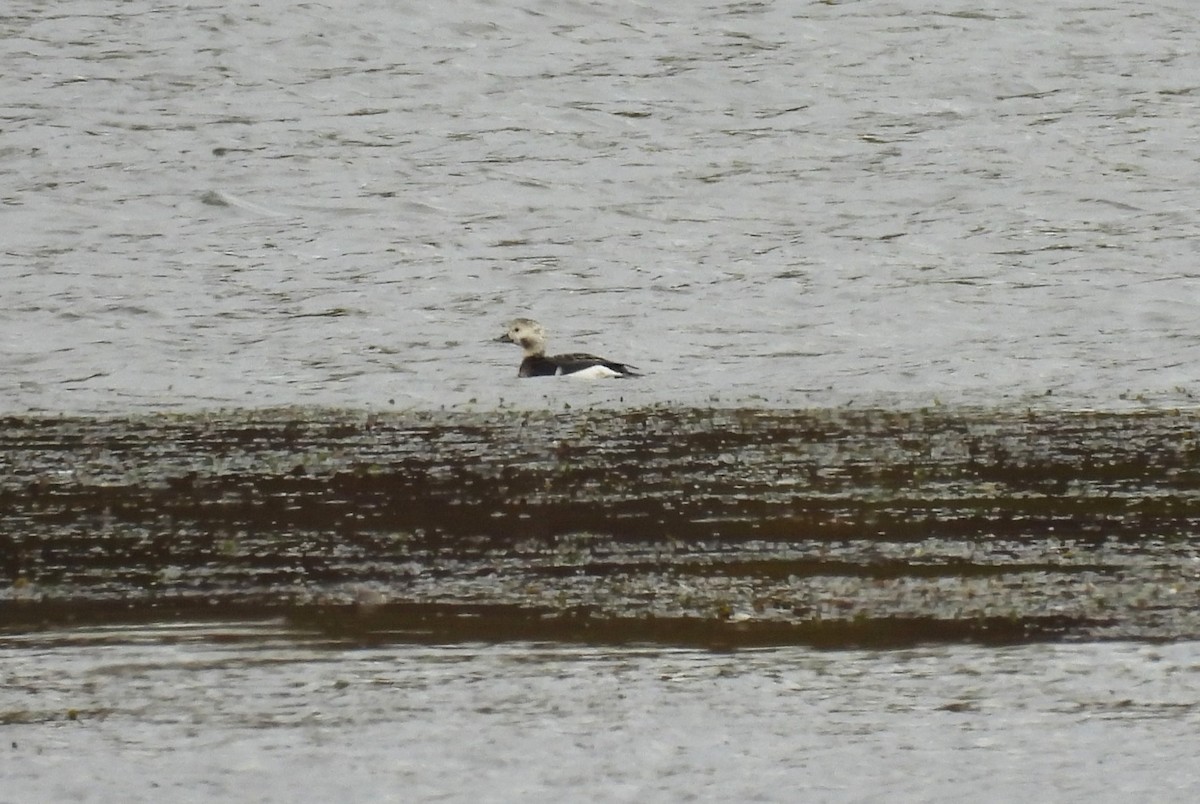 Long-tailed Duck - ML643431138