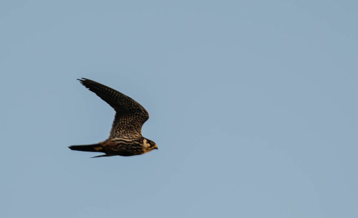 ostříž lesní - ML643431146