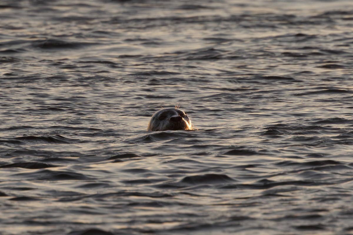 Harbor Seal - ML643431159