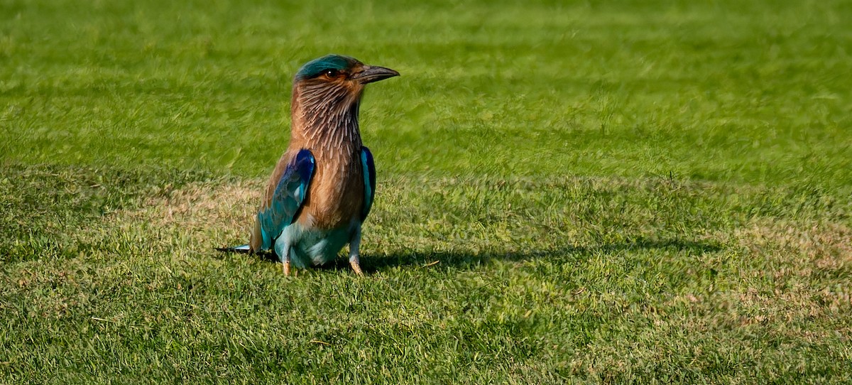 Indian Roller - ML643431165