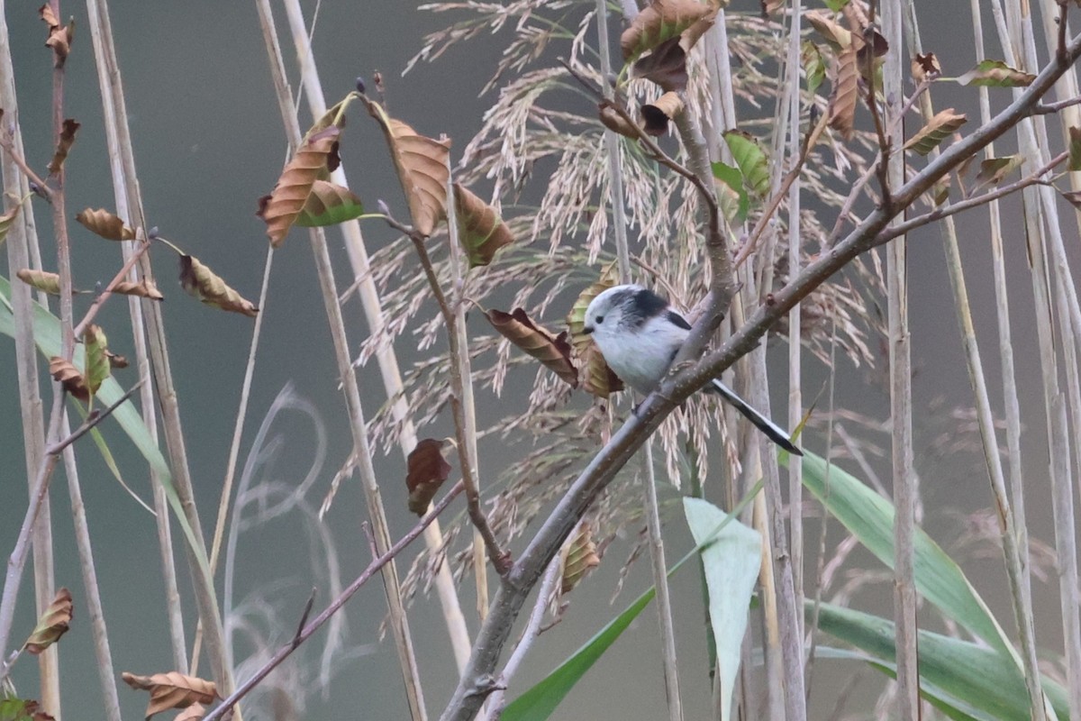 Long-tailed Tit - ML643431181