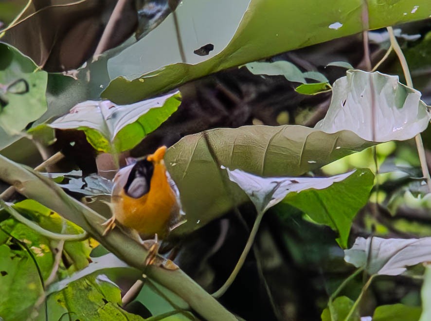 Silver-eared Mesia - ML643431198