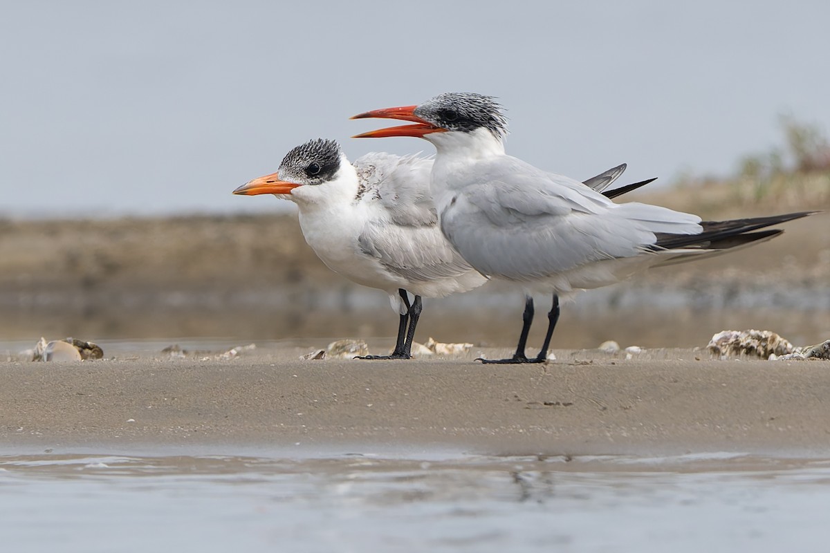 Морин хараалай - ML643431203