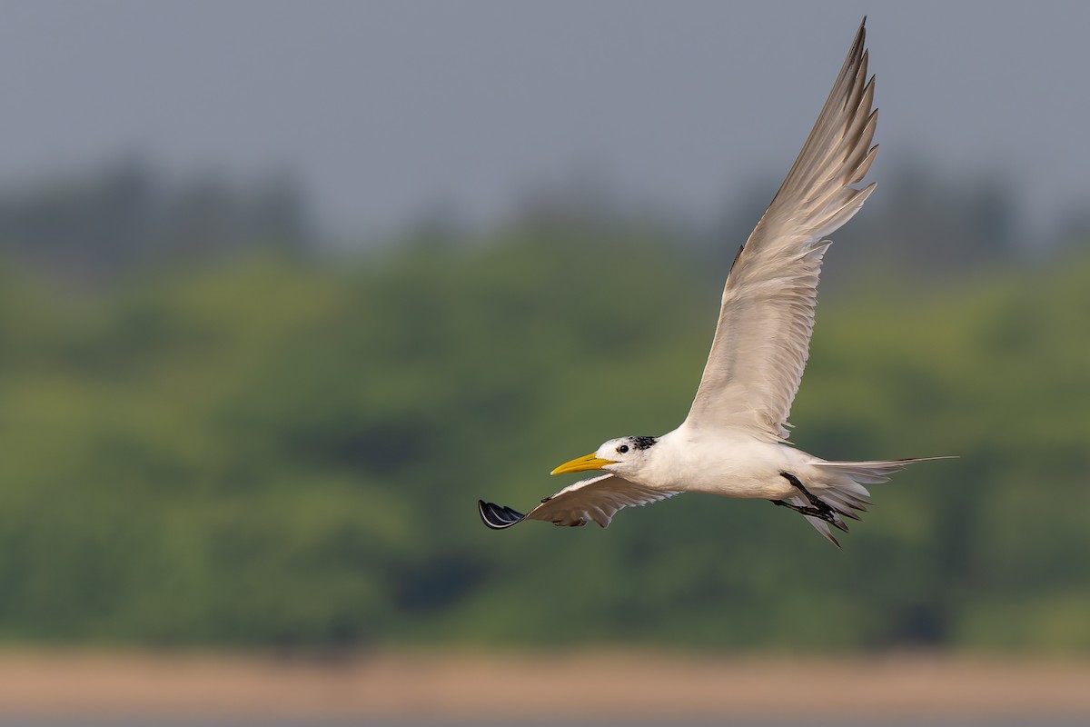 Great Crested Tern - ML643431213