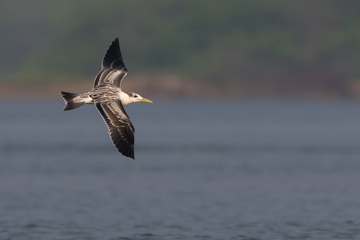 Great Crested Tern - ML643431217