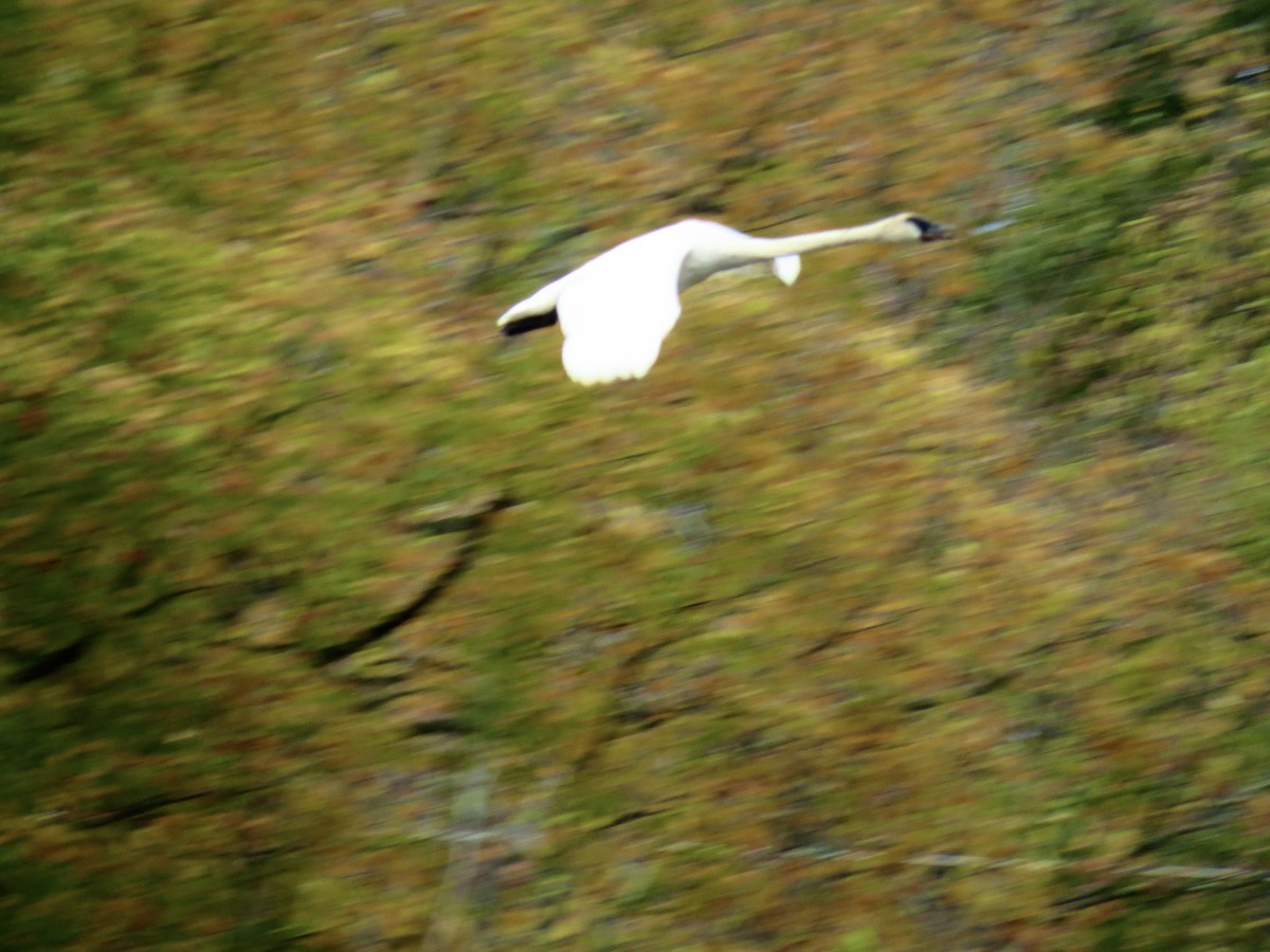 Trumpeter Swan - ML643431219